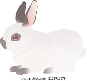 Himalayan rabbit vector illustration. Bunny and rabbit in the world series.