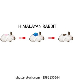 Himalayan rabbits, modification, adaptation, mutation, biology, genetics, heredity, gene, DNA, black and white feather, science