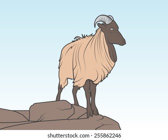 Himalayan Tahr