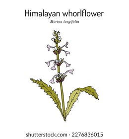 Himalayan whorlflower (Morina longifolia), medicinal plant. Hand drawn botanical vector illustration