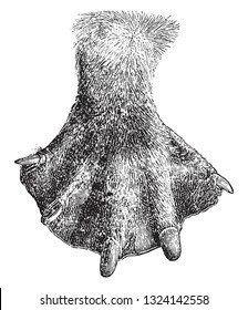 Hind leg of the beaver, vintage engraved illustration. From Deutch Vogel Teaching in Zoology.
