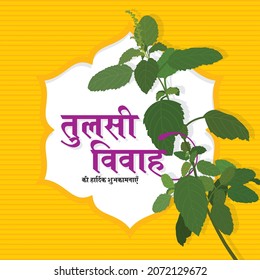 Hindi Typography - Tulsi Vivah Ki Hardik Shubhkamnaye means  Best Wishes of Wedding of Holy Basil Plant. An Indian Festival. Holy Basil Plant Illustration.
