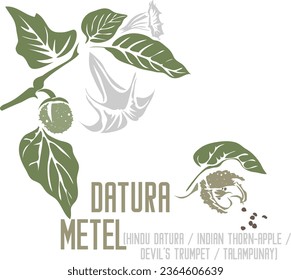 Hindu datura, Indian thorn-apple, devil's trumpet medicinal herb in color vector silhouette. Medicinal Datura metel plant. Set of Datura metel fruit and flowers in color image for pharmaceuticals.