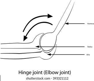 Hinge Joint ,
Hinge Joint ,All Elements Are In Separate Layers Color Can Be Changed Easily