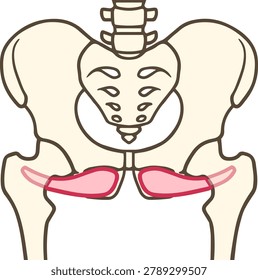Hip Anatomy: Isolated Obturator Externus Muscle on Pelvis and Femur Bone