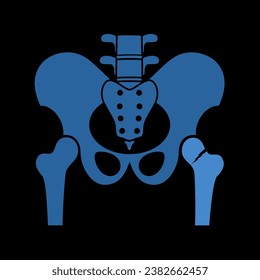 Fragment of the Structure of the Human Skeleton. Pelvic Girdle and