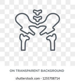 Hip Bone Icon. Trendy Flat Vector Hip Bone Icon On Transparent Background From Human Body Parts Collection. High Quality Filled Hip Bone Symbol Use For Web And Mobile