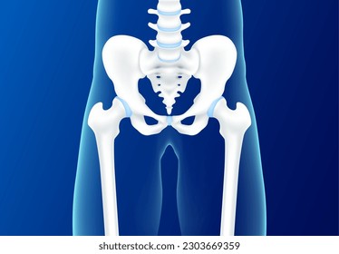 Hip bone and joint cartilage pelvis front on blue background. Human skeleton anatomy healthy. Medical health care science concept. Realistic 3D vector.