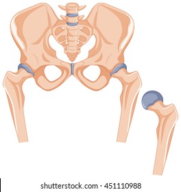 Hip bones in human body illustration