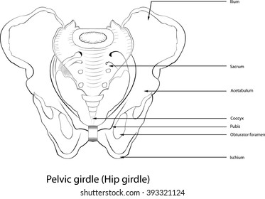 Hip girdle,
Hip girdle,All elements are in separate layers color can be changed easily