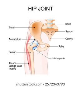 Hip joint anatomy. Ball-and-socket joint. Vector poster