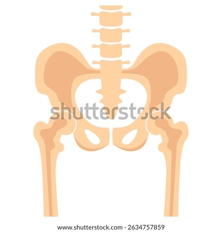 Hip joint pelvis human bones anatomy orthopedic medical diagnostic. Skeleton spine anatomical structure image.