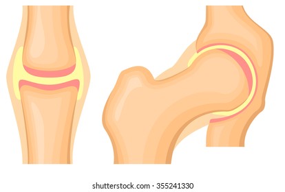 Hip Joint Structure