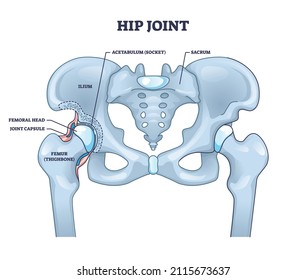 Hip Joint Structure With Anatomical Bone Parts Description Outline Concept. Labeled Educational Scheme With Human Sacrum, Ilium, Femoral Head, Joint Capsule And Femur Thighbone Vector Illustration.