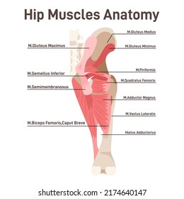 Hip muscles. Didactic scheme of anatomy of human muscular system with anatomical captions. Hip and thigh gluteus maximus, inferior gemellus, quadratus femoris. Flat vector illustration