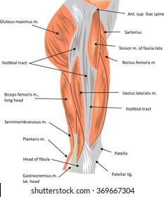 Muscles In Hip Area : Small muscles such as the piriformis, the ...