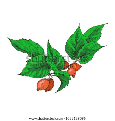 Hip rose buds, berry and branches. Vintage botanical engraved illustration. Vector hand drawn natural elements. Sketch style.