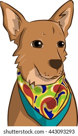 hipi dog