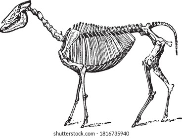 Hipparion (skeleton), From the Dictionary of Word and Things, 1888.