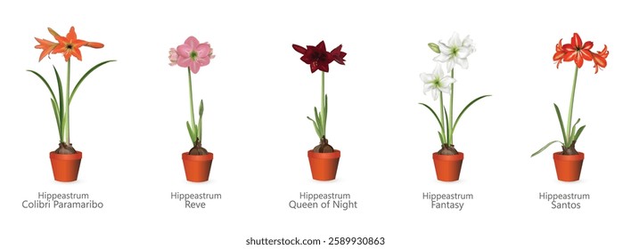 Hippeastrum (amaryllis) in a pot collection - orange, pink, bordeaux, white, red. Realistic drawing set with names of hybrid varieties for flower shop advertising banners, gift or room design project.