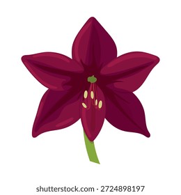 Hippeastrum burgundy flower. Flat vector clipart, illustration with isolated background.