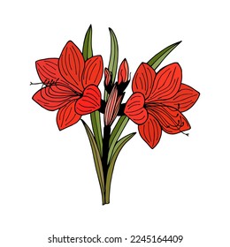 Hippeastrum flowers. Vector stock illustration eps10. Outline, isolate on white background. Hand drawn.