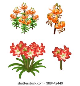 Hippeastrum and Lilium lancifolium. Plants for landscaping. Vector illustration.