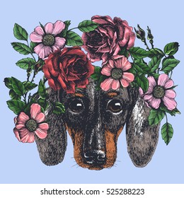 Hippie dachshund in the roses wreath. Chic dog portrait. Fashion vector illustration for your blog, logo and other design.