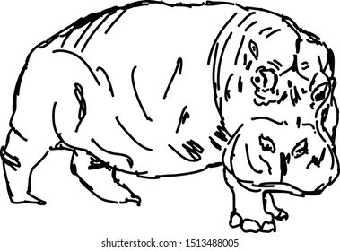 Hippo drawing, illustration, vector on white background.