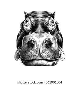 Hippo face sketch vector