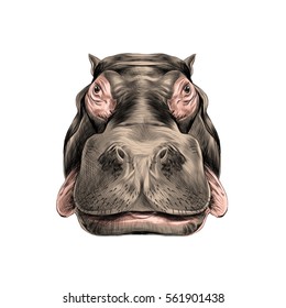 Hippo Face Vector Color Drawing