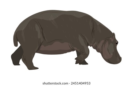 Hipopótamo Hippopotamus anfibio. Animales salvajes de África. Animal de Vector realista