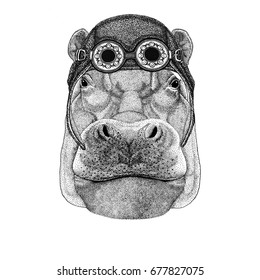 Hippo, Hippopotamus, behemoth, river-horse wearing aviator hat Motorcycle hat with glasses for biker Illustration for motorcycle or aviator t-shirt with wild animal