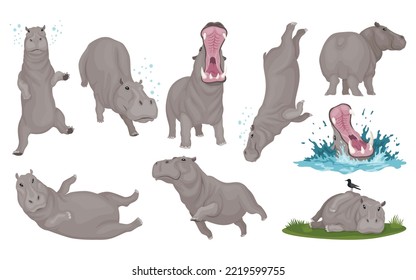 Hippo set in different poses. Hippopotamus cartoon character. African animals, zoo and wildlife concept. Large gray wild creatures in different actions