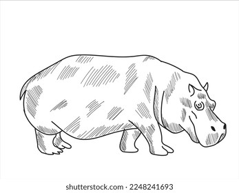 hippo sketch drawing vector illustration
