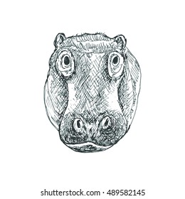 Hippo sketch illustration