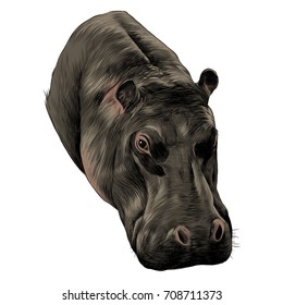 Hippo sketch vector graphics color picture