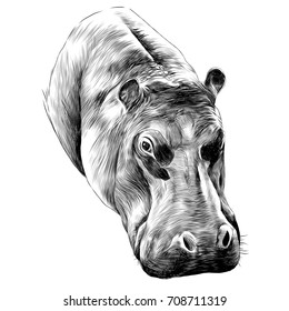 Hippo sketch vector graphics monochrome black-and-white drawing