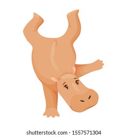 Hippo stands on the front paw to the top with its feet