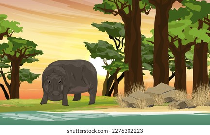 A hippo stands on the river bank in a grove of baobabs. wild animals of africa. Realistic Vector Landscape