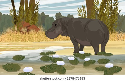 A hippo stands on the shore of a African lake with white water lilies. Wild animals of Africa. Realistic Vector Landscape