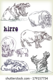 hippo vector sett