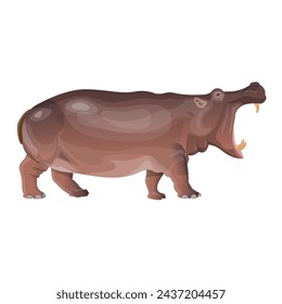 Hippo with wide open mouth. African animal. Vector illustration isolated on a white background in a realistic style