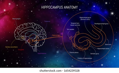 Hippocampus anatomy and structure. Neuroscience infographic on space background. Human brain lobes and sections illustration. Neurobiology scientific futuristic medical vector in front of outer space.
