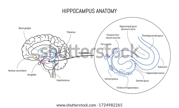 Hippocampus anatomy and structure. Neuroscience\
infographic on white background. Human brain lobes and sections\
illustration. Neurobiology scientific futuristic medical\
vector.