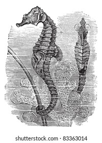 Hippocampus (Syngnathus hippocampus) or  short-snouted seahorse, vintage engraved illustration. Seahorse. Trousset encyclopedia (1886 - 1891).