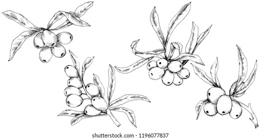 Hippophae plant vector icon on white background. Vector flower for background, texture, wrapper pattern, frame or border.