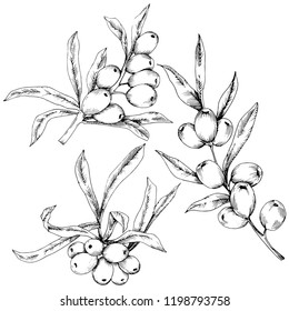Hippophae plant vector icon on white background. Vector flower for background, texture, wrapper pattern, frame or border.