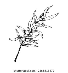 Hippophae sea buckthorn branch with leaves and berries hand drawn vector illustration in black and white for natural cosmetics, herbal tea, organic oil, jam and juice