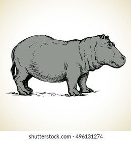 Hippopotamidae isolated on white background. Freehand outline ink hand drawn picture sketchy in art doodle style pen on paper. Side view with space for text